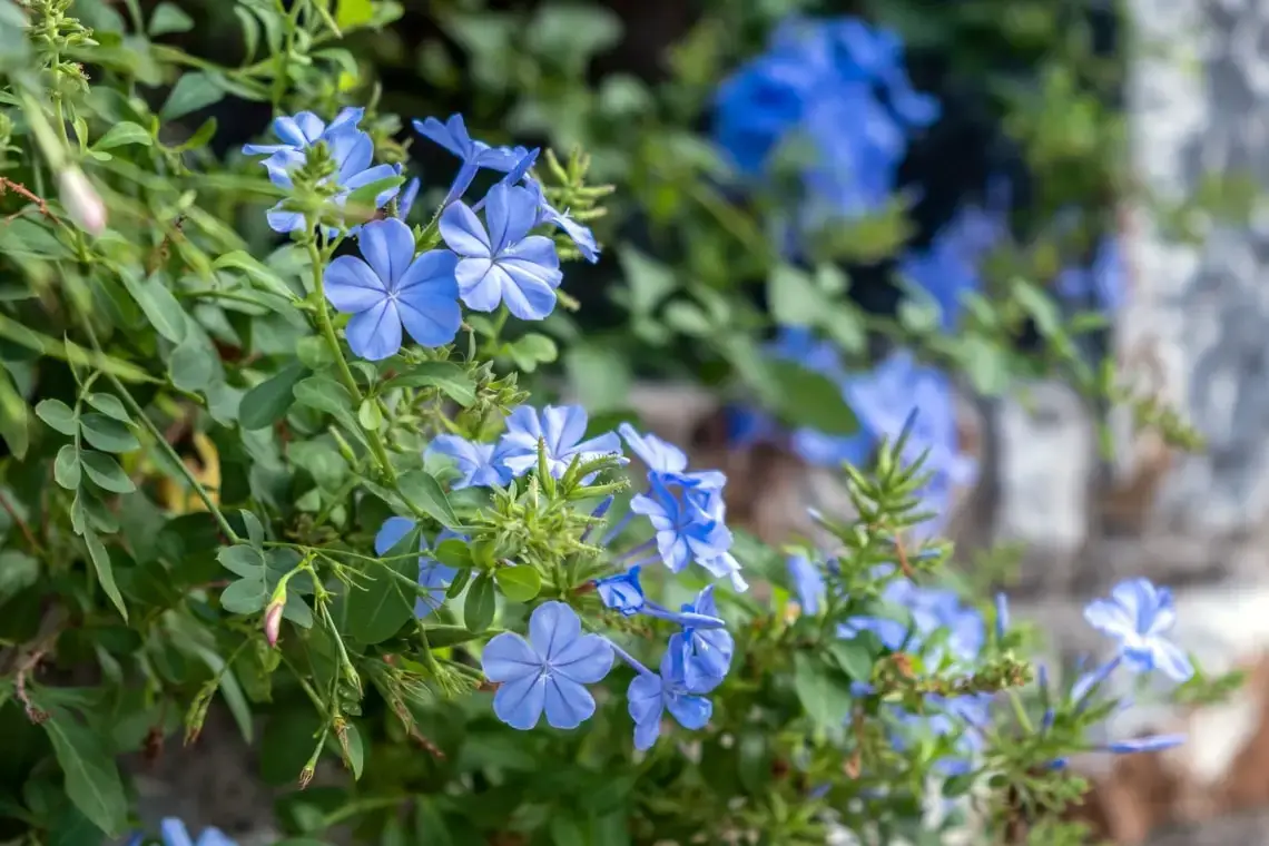 Alternativas a la glicina: 9 plantas trepadoras no tóxicas