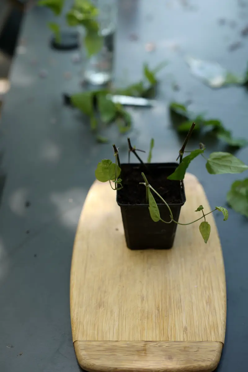 Propagar Clematis (Clematis): así es como funciona