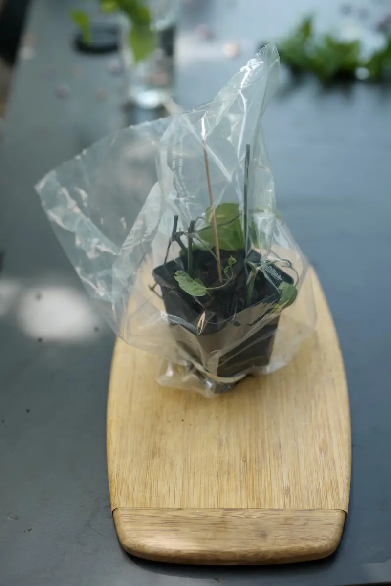 Propagar Clematis (Clematis): así es como funciona