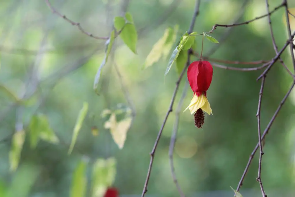 16 plantas de interior amantes del sol: plantas para el lado sur/ventana sur