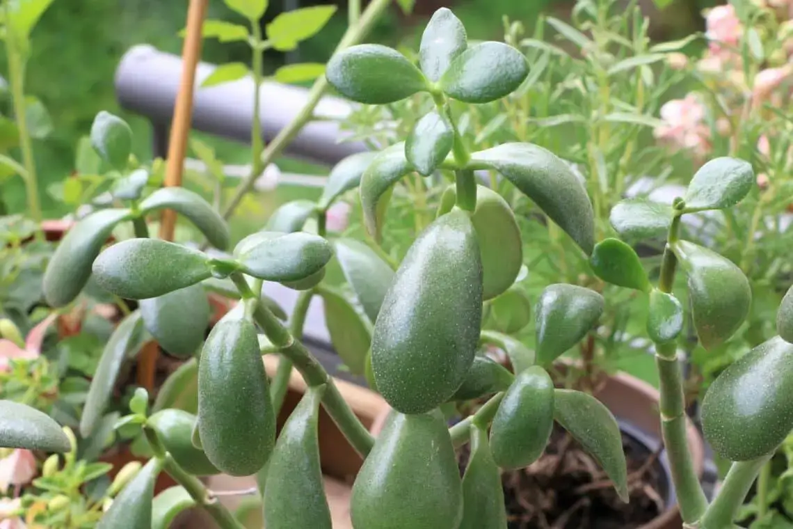 16 plantas de interior amantes del sol: plantas para el lado sur/ventana sur
