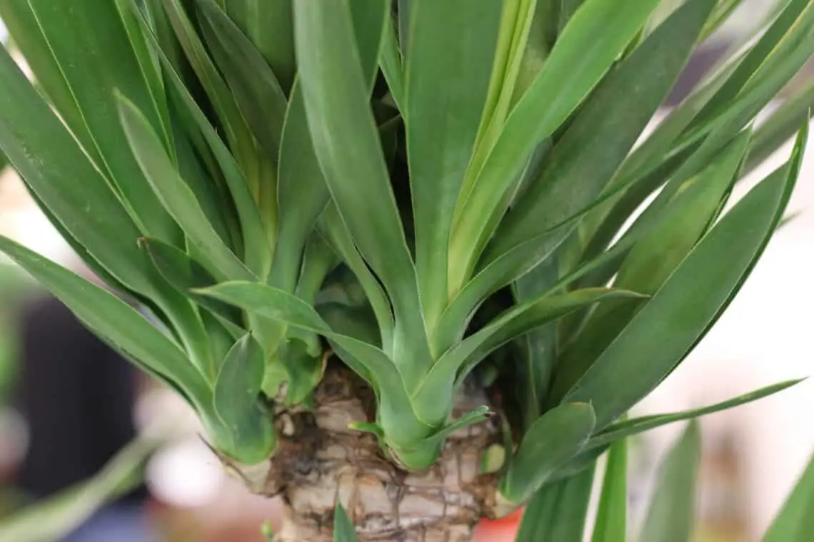 16 plantas de interior amantes del sol: plantas para el lado sur/ventana sur