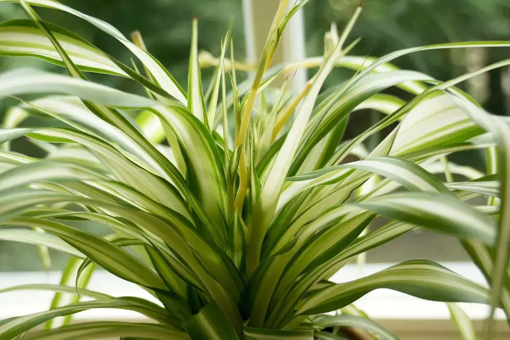 16 plantas de interior amantes del sol: plantas para el lado sur/ventana sur