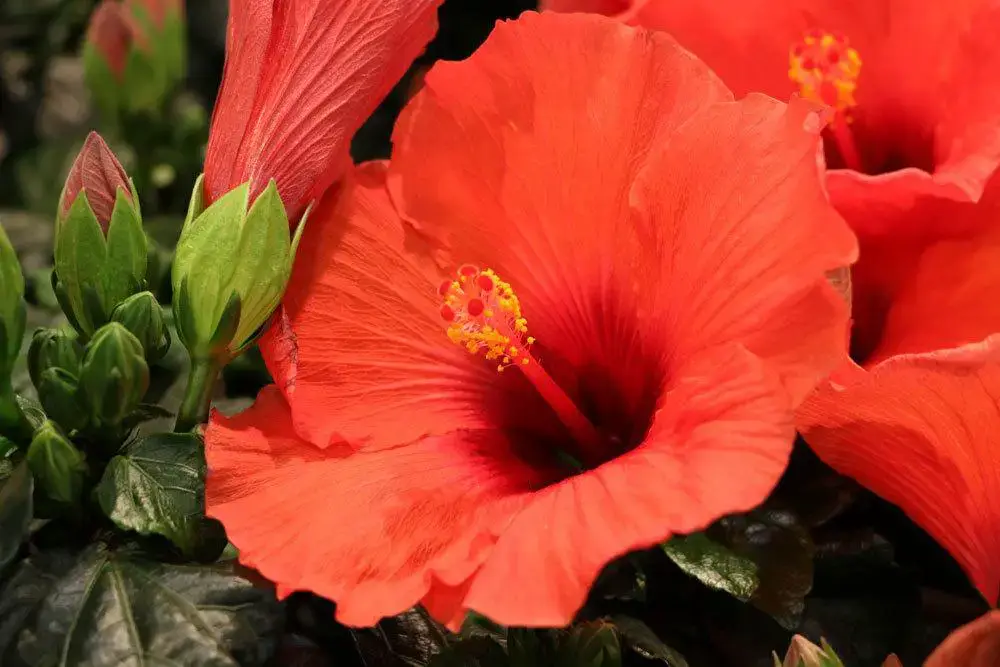 16 plantas de interior amantes del sol: plantas para el lado sur/ventana sur