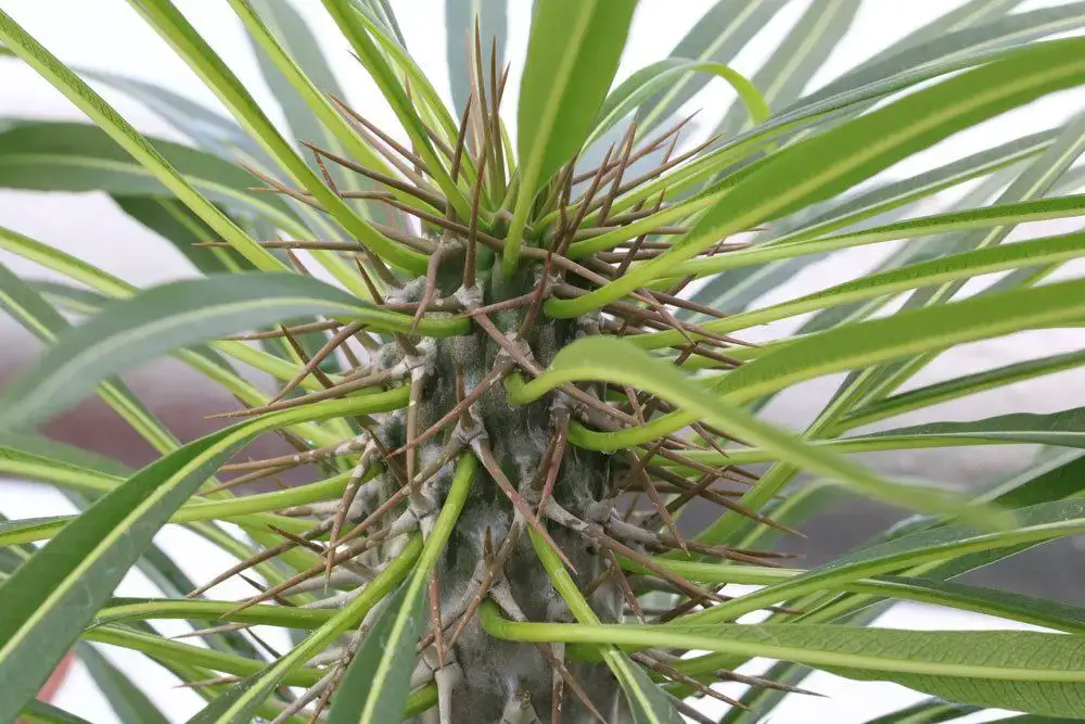 16 plantas de interior amantes del sol: plantas para el lado sur/ventana sur
