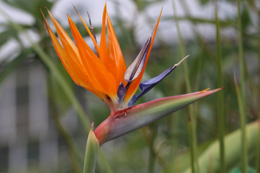 16 plantas de interior amantes del sol: plantas para el lado sur/ventana sur