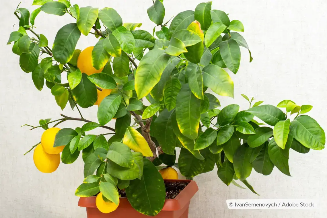 16 plantas de interior amantes del sol: plantas para el lado sur/ventana sur