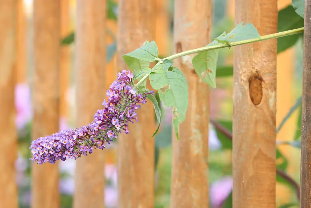 ¿Es la buddleia venenosa? Información para niños, perros y gatos.