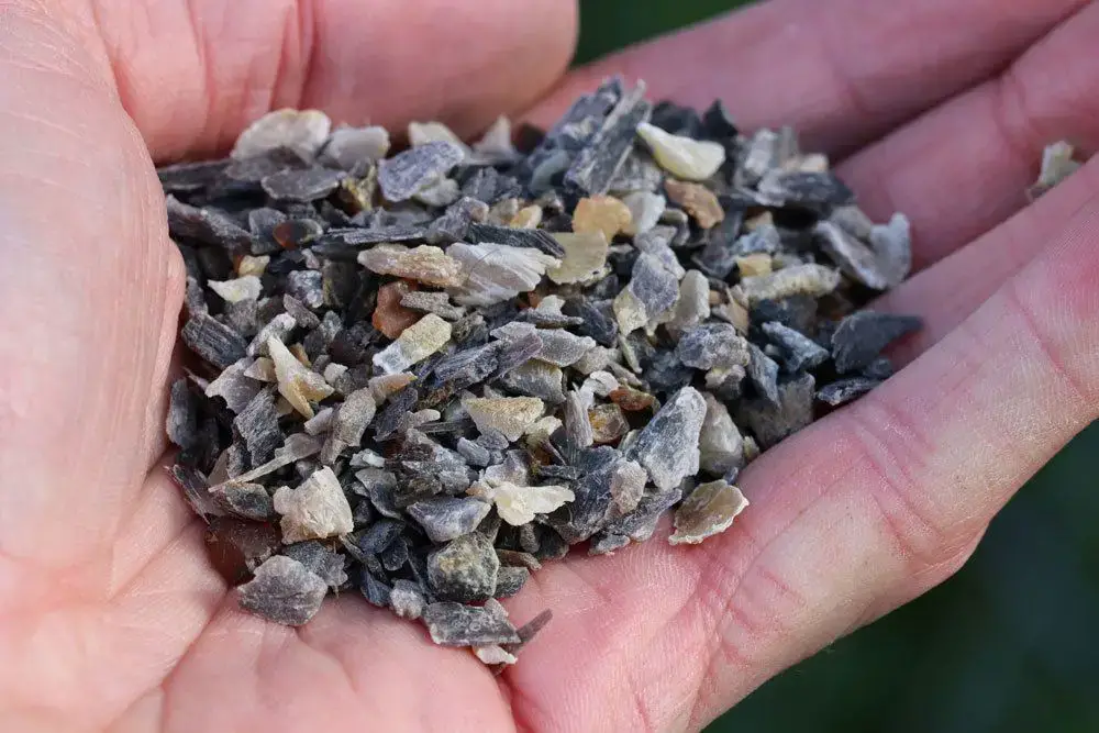 Fertilizar hortensias: 7 remedios caseros eficaces como fertilizante | ¿Cuándo fertilizar?