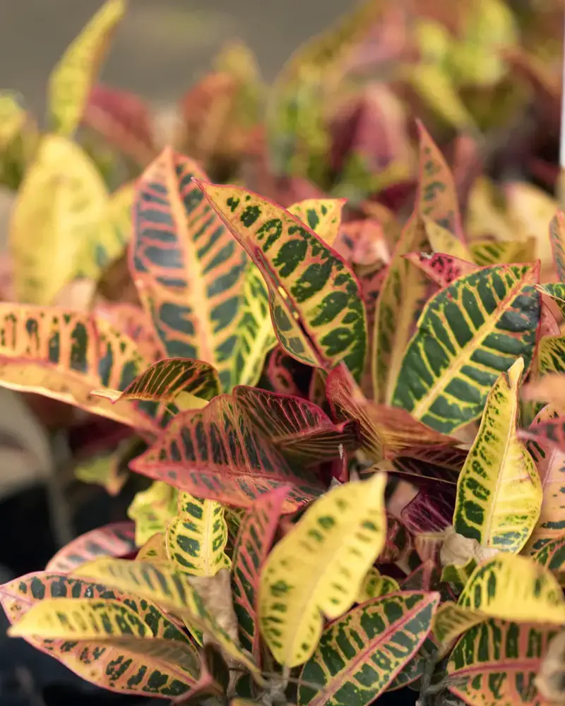 Plantas de interior para ventanas soleadas orientadas al sur | jardín de alegría