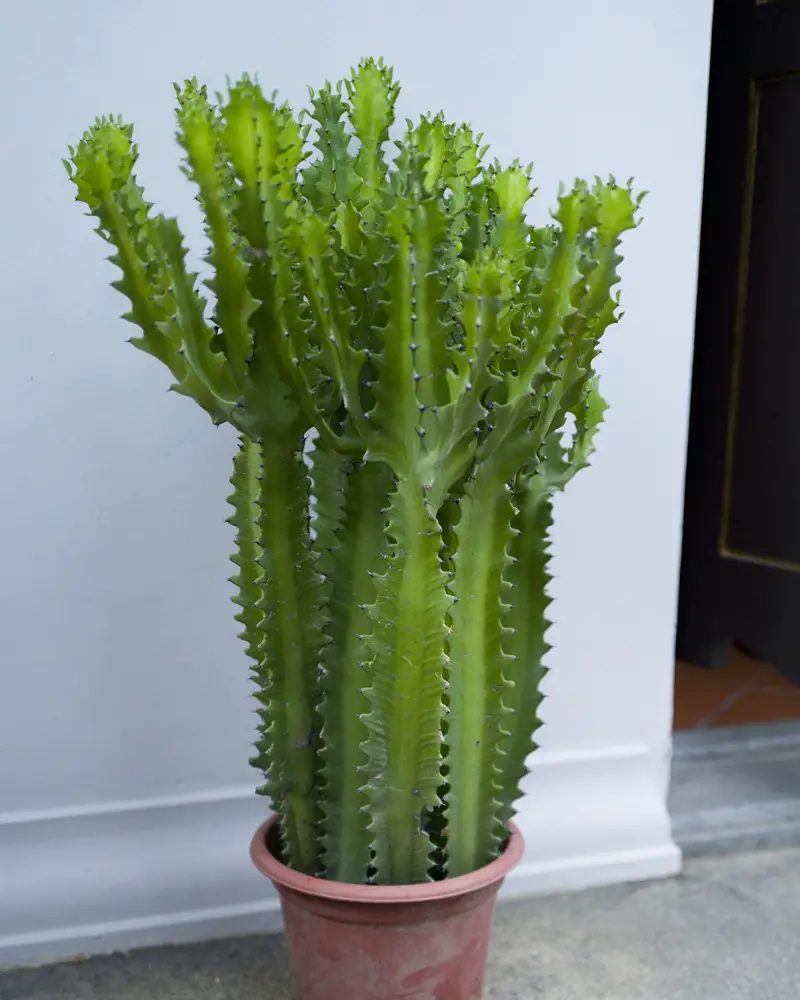 Plantas de interior para ventanas soleadas orientadas al sur | jardín de alegría
