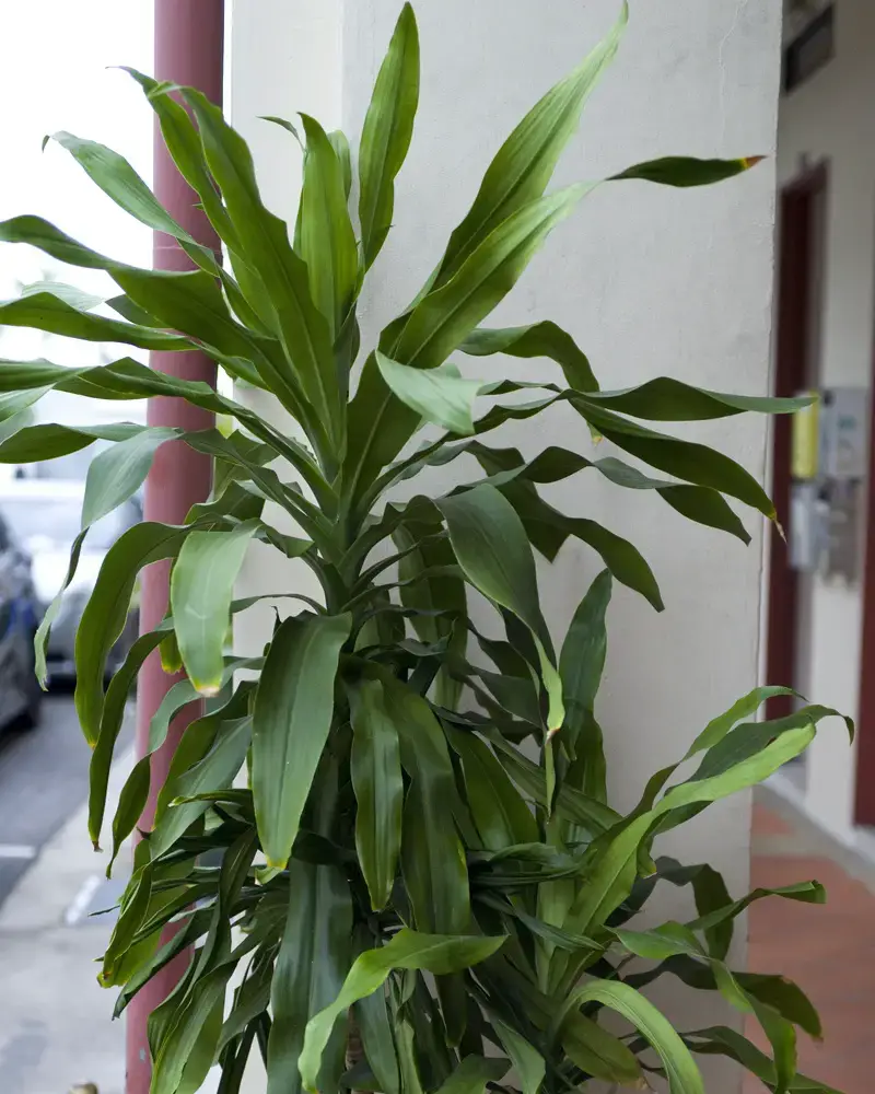 Plantas de interior para ventanas soleadas orientadas al sur | jardín de alegría