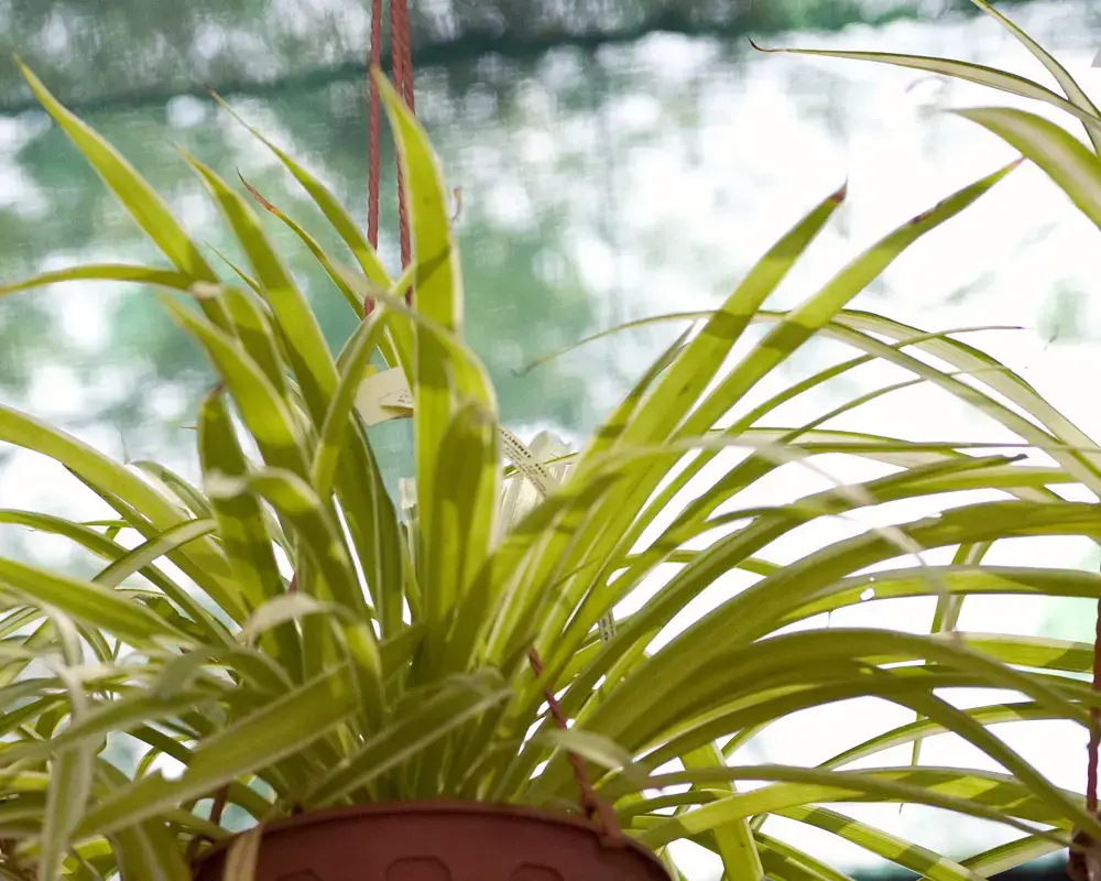 Plantas de interior para ventanas soleadas orientadas al sur | jardín de alegría