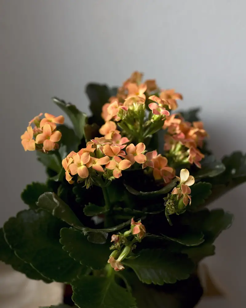 Plantas de interior para ventanas soleadas orientadas al sur | jardín de alegría