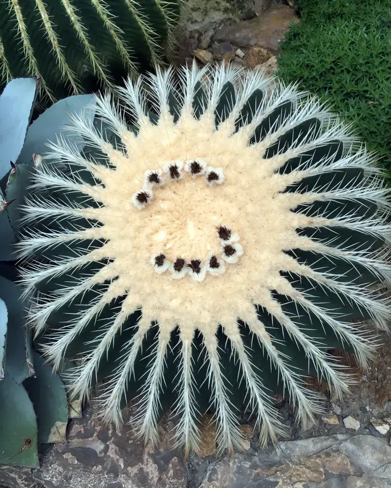 Plantas de interior para ventanas soleadas orientadas al sur | jardín de alegría
