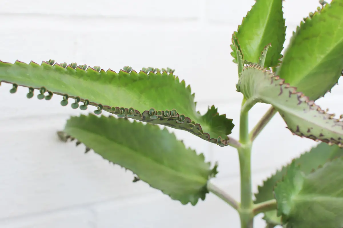 Plantas de interior para ventanas soleadas orientadas al sur | jardín de alegría