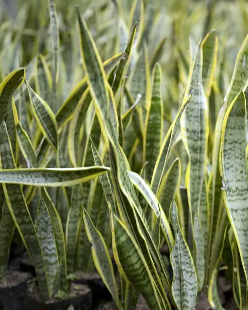 Plantas de interior para ventanas soleadas orientadas al sur | jardín de alegría