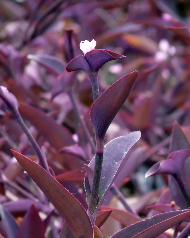 Plantas de interior para ventanas soleadas orientadas al sur | jardín de alegría