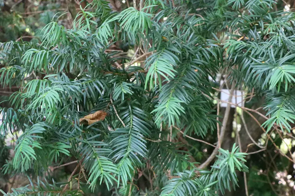 Árboles de raíces profundas: definición y 15 ejemplos de árboles de raíces profundas Árboles de raíces profundas: definición y 15 ejemplos de árboles de raíces profundas