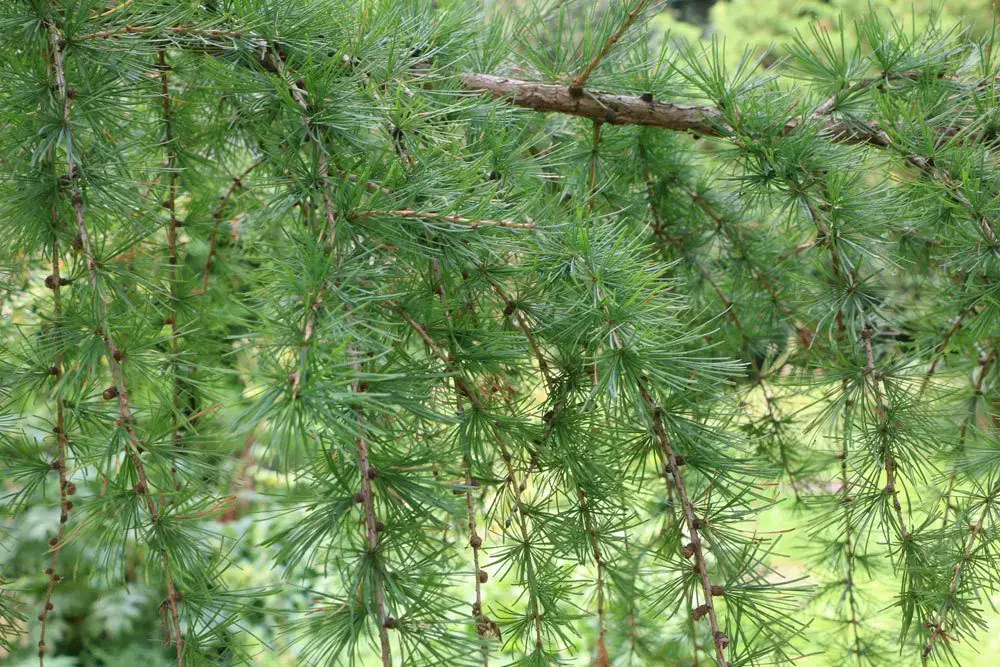 Árboles de raíces profundas: definición y 15 ejemplos de árboles de raíces profundas Árboles de raíces profundas: definición y 15 ejemplos de árboles de raíces profundas
