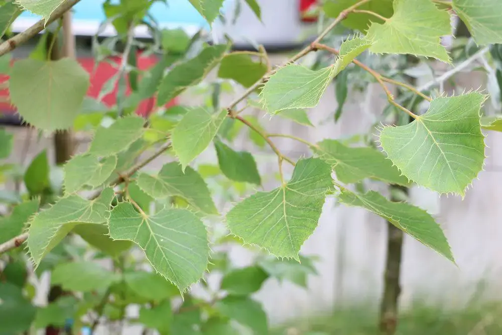 Árboles de raíces profundas: definición y 15 ejemplos de árboles de raíces profundas Árboles de raíces profundas: definición y 15 ejemplos de árboles de raíces profundas