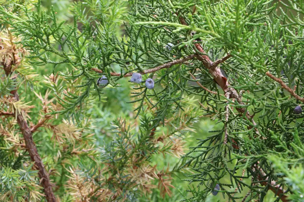 Árboles de raíces profundas: definición y 15 ejemplos de árboles de raíces profundas Árboles de raíces profundas: definición y 15 ejemplos de árboles de raíces profundas