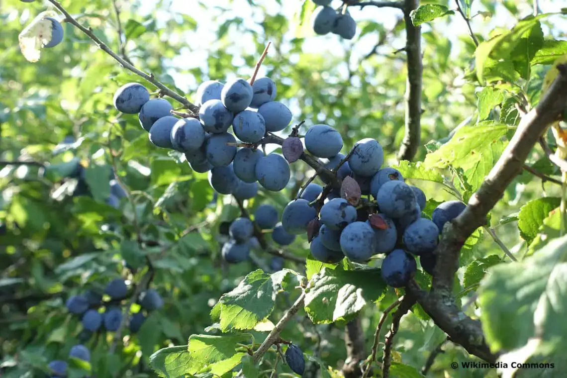 15 arbustos, setos y árboles con frutos negros