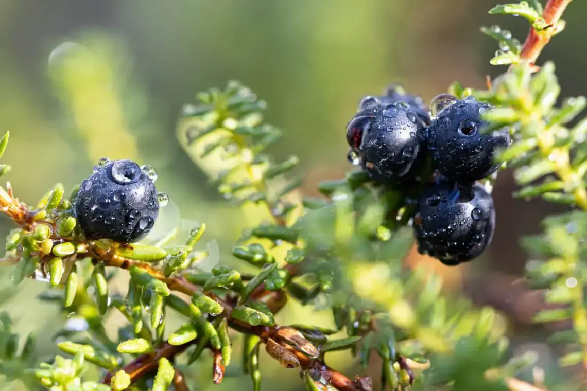 15 arbustos, setos y árboles con frutos negros
