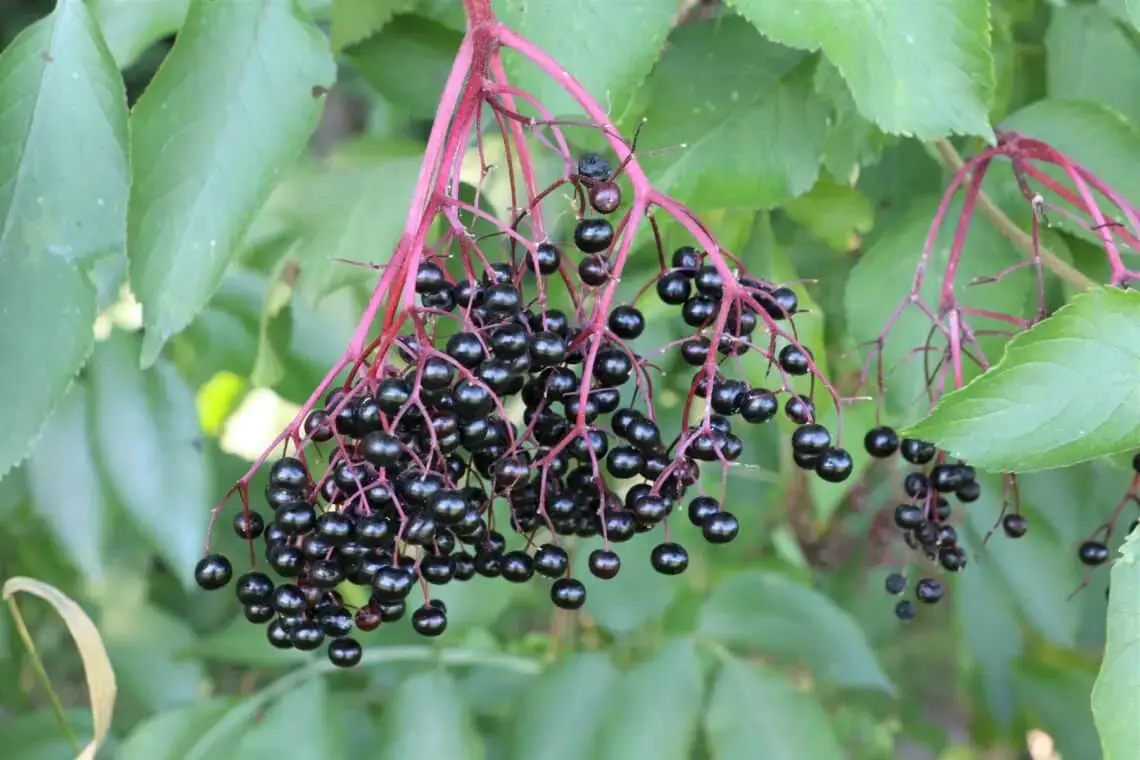 15 arbustos, setos y árboles con frutos negros