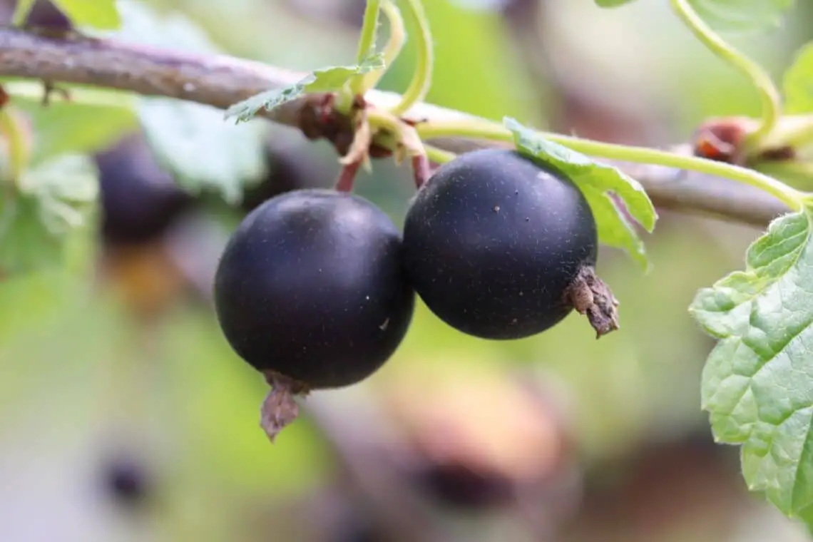 15 arbustos, setos y árboles con frutos negros