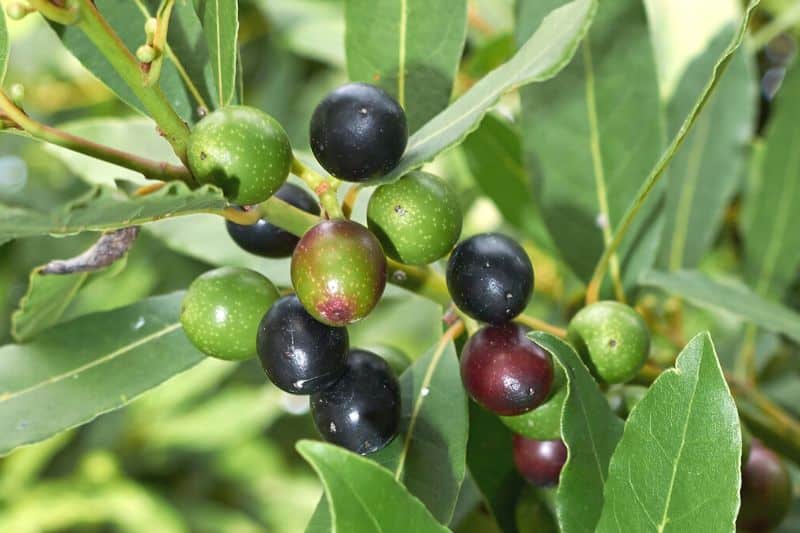 15 arbustos, setos y árboles con frutos negros