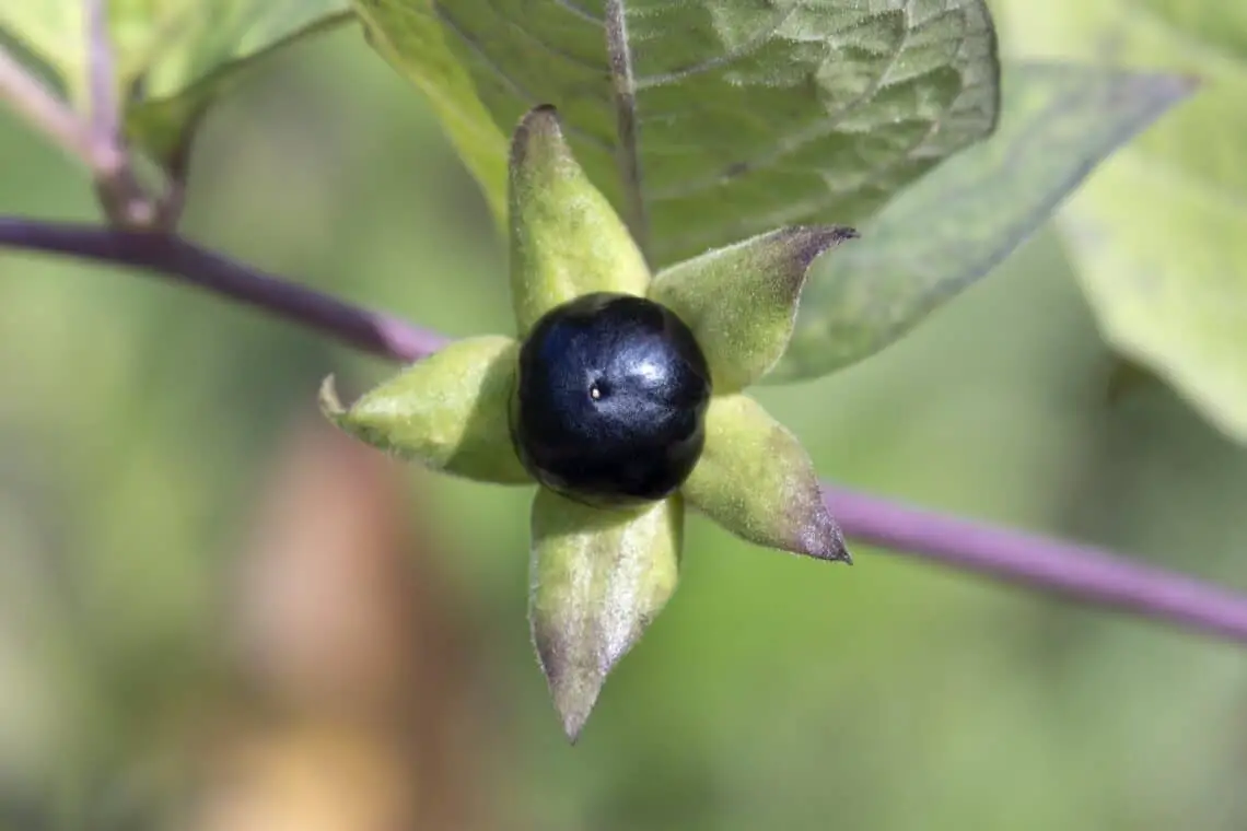15 arbustos, setos y árboles con frutos negros