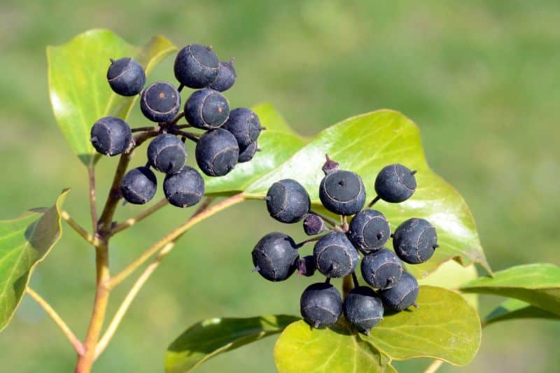 15 arbustos, setos y árboles con frutos negros