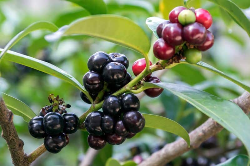 15 arbustos, setos y árboles con frutos negros