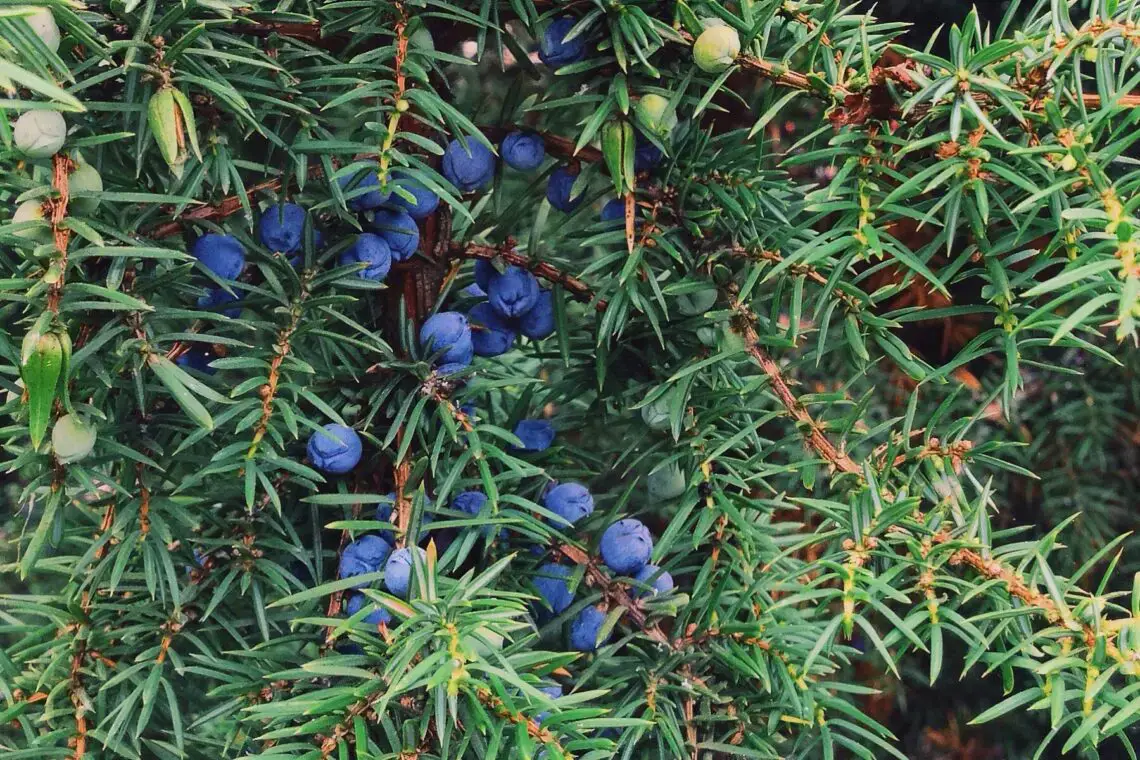 15 arbustos, setos y árboles con frutos negros