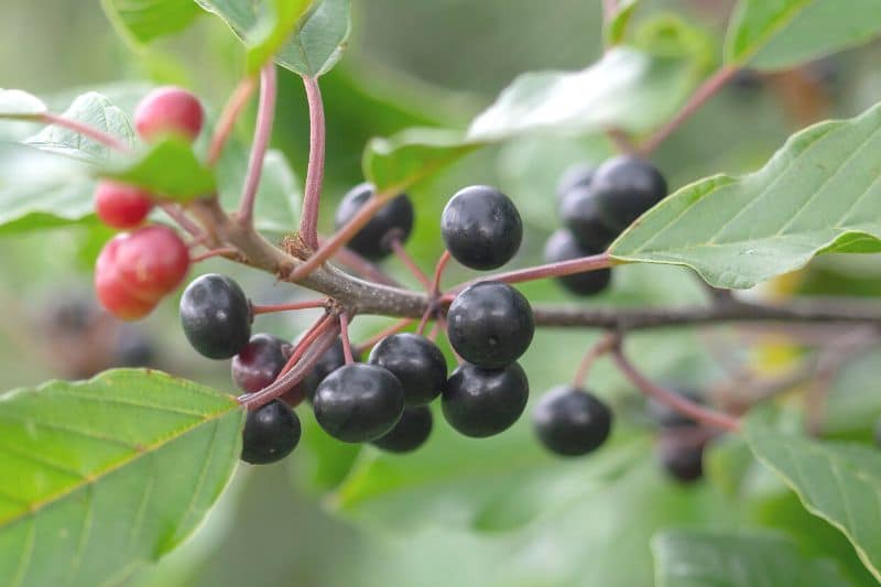 15 arbustos, setos y árboles con frutos negros