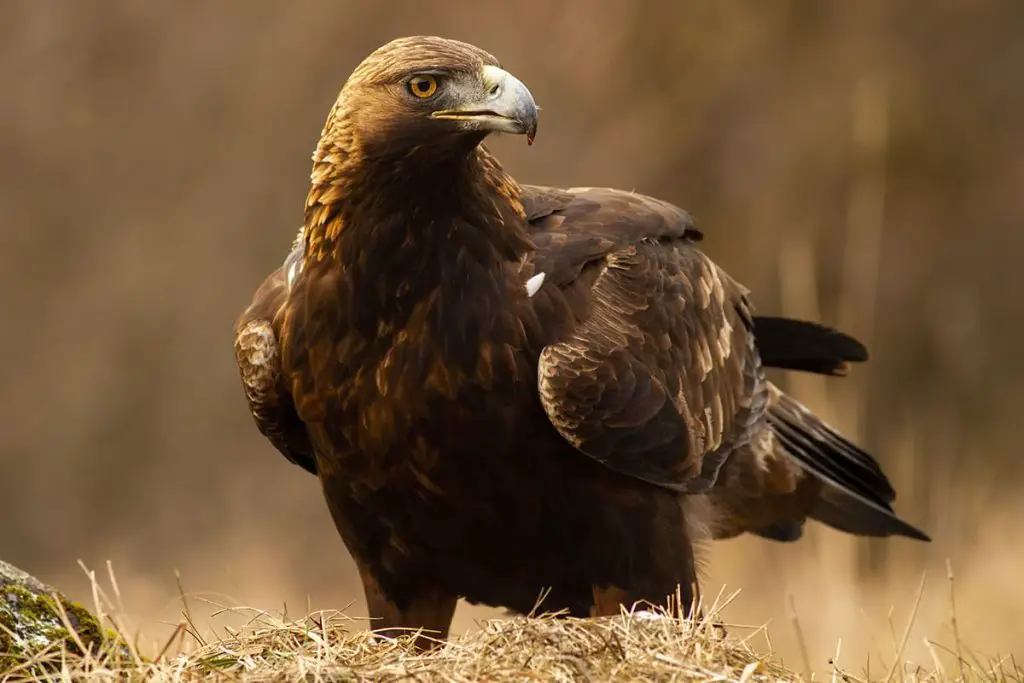 Identifica 14 aves rapaces nativas de Alemania