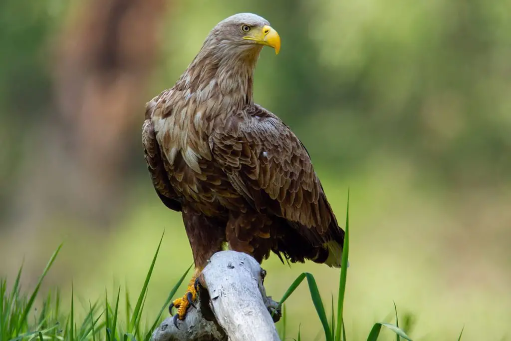 Identifica 14 aves rapaces nativas de Alemania