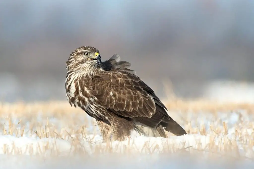 Identifica 14 aves rapaces nativas de Alemania