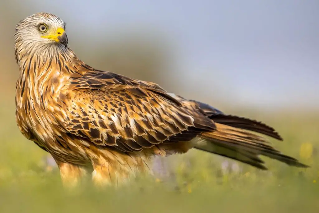 Identifica 14 aves rapaces nativas de Alemania