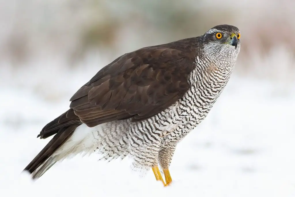 Identifica 14 aves rapaces nativas de Alemania