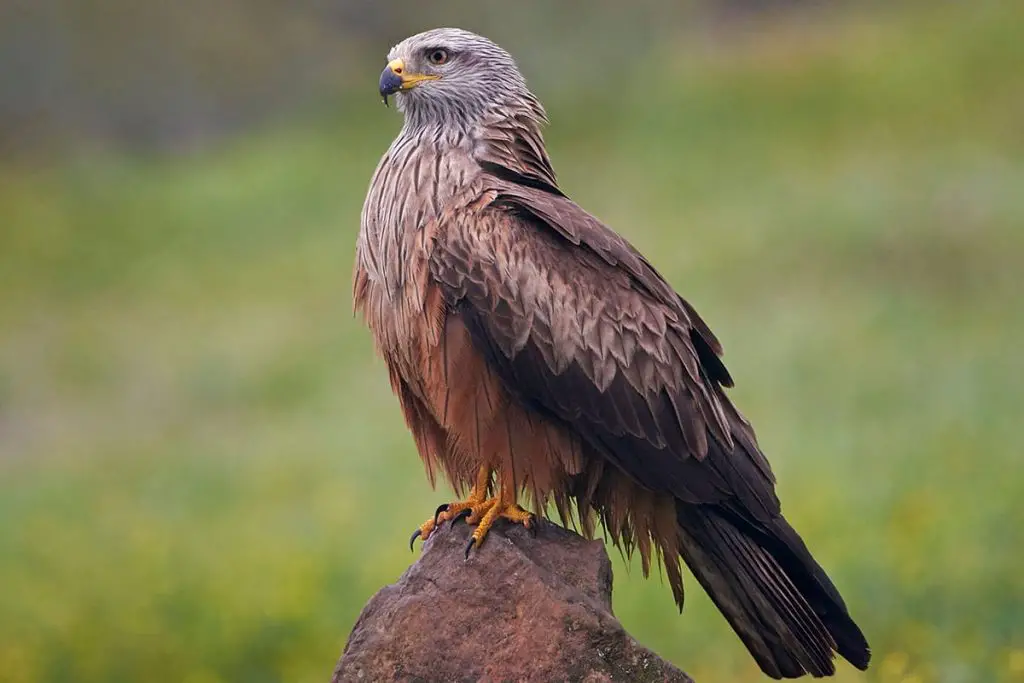 Identifica 14 aves rapaces nativas de Alemania