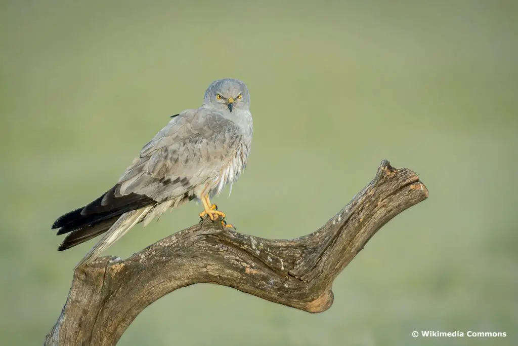 Identifica 14 aves rapaces nativas de Alemania