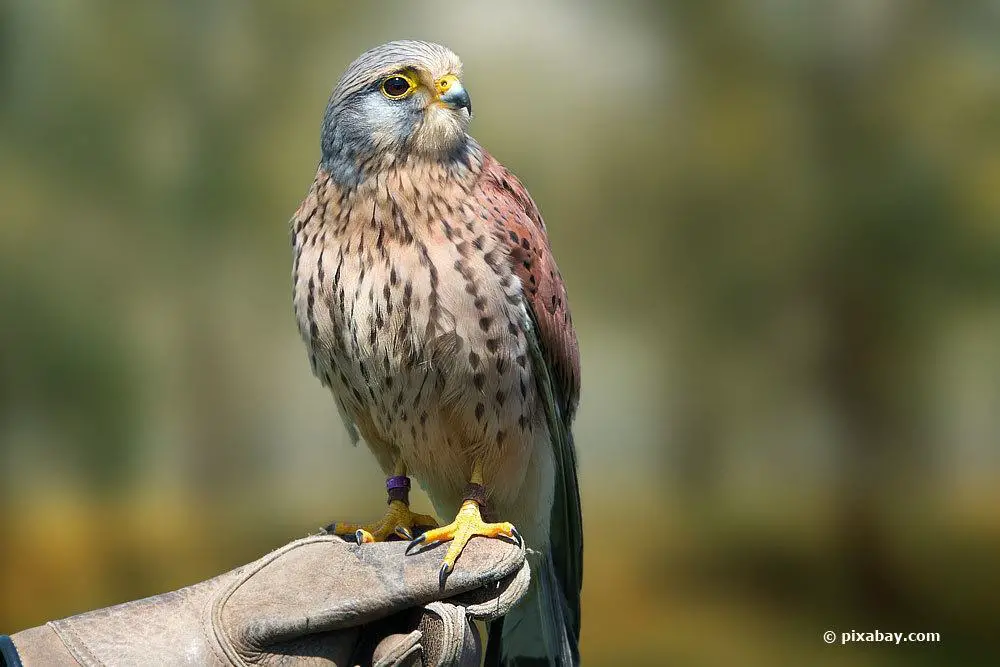 Identifica 14 aves rapaces nativas de Alemania
