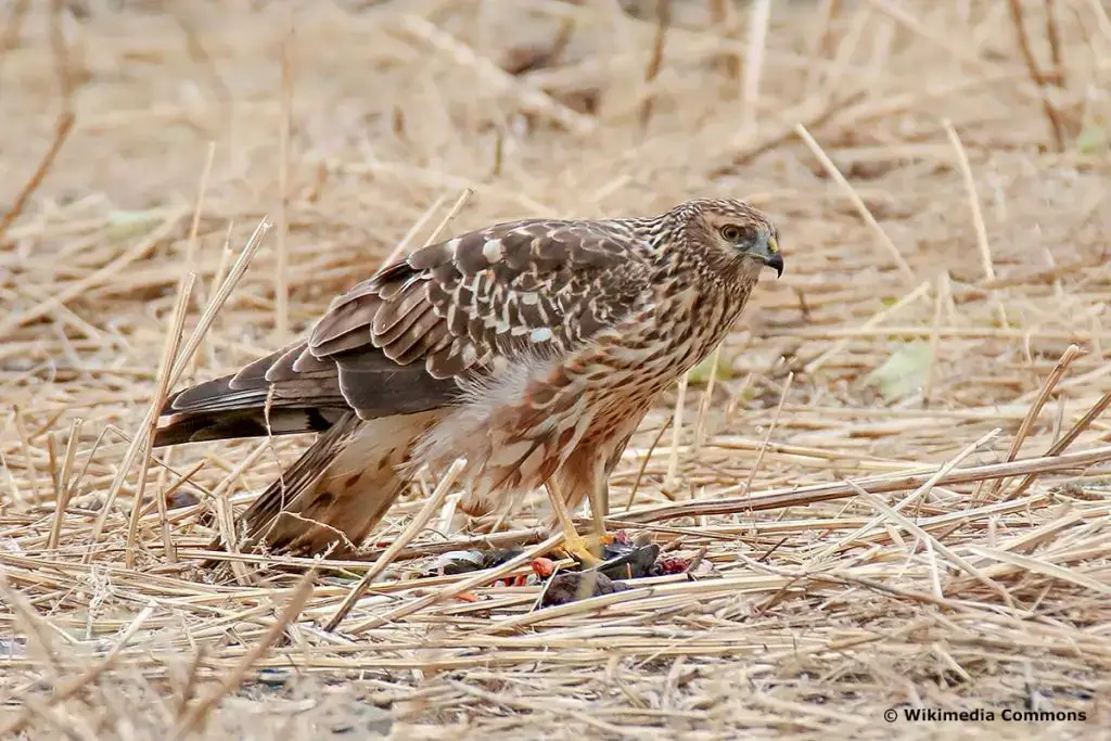 Identifica 14 aves rapaces nativas de Alemania