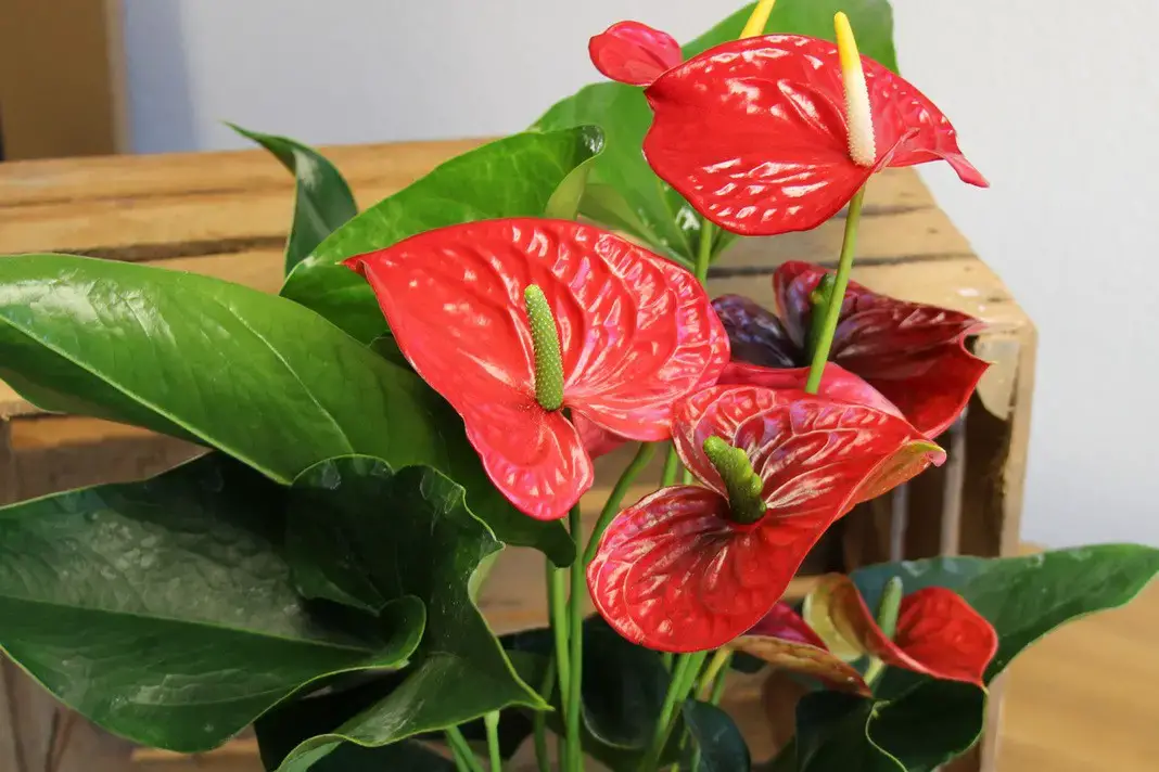 23 plantas para el alféizar de la ventana del lado norte: a ellas les gusta la sombra