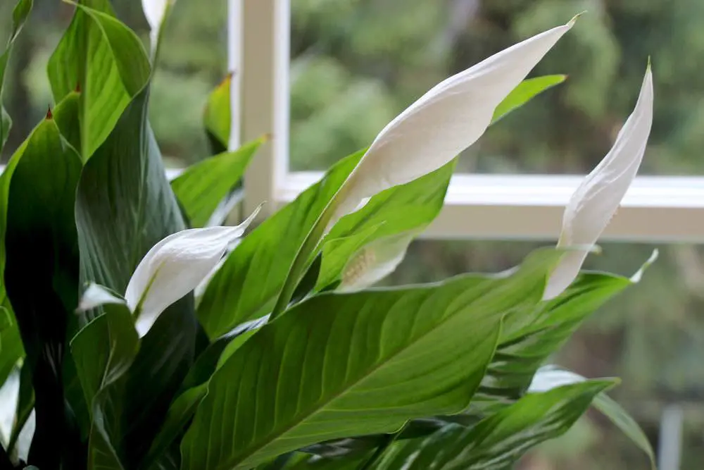 23 plantas para el alféizar de la ventana del lado norte: a ellas les gusta la sombra
