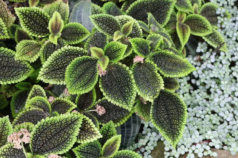 23 plantas para el alféizar de la ventana del lado norte: a ellas les gusta la sombra