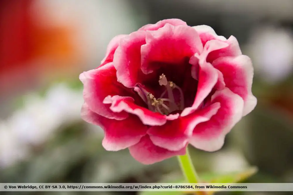 23 plantas para el alféizar de la ventana del lado norte: a ellas les gusta la sombra