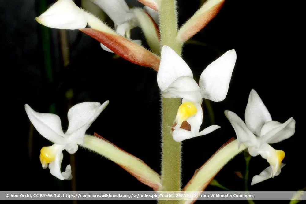 23 plantas para el alféizar de la ventana del lado norte: a ellas les gusta la sombra